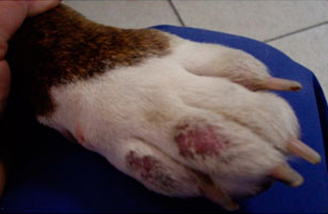 Алопеции и пиодермия области пальцев